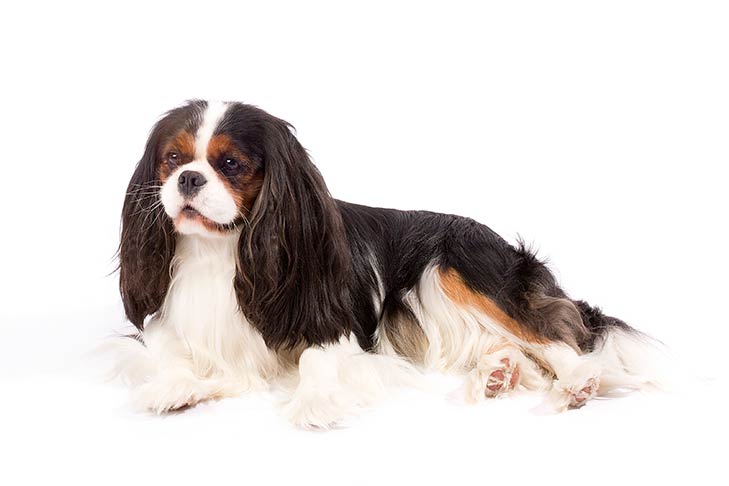 Image of a King Charles Sitting.